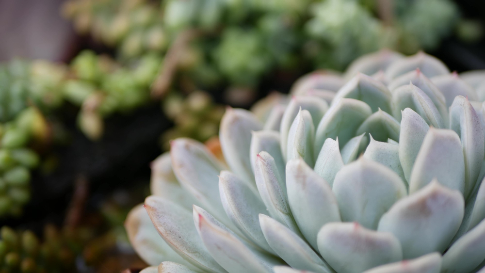 succulents (7)
